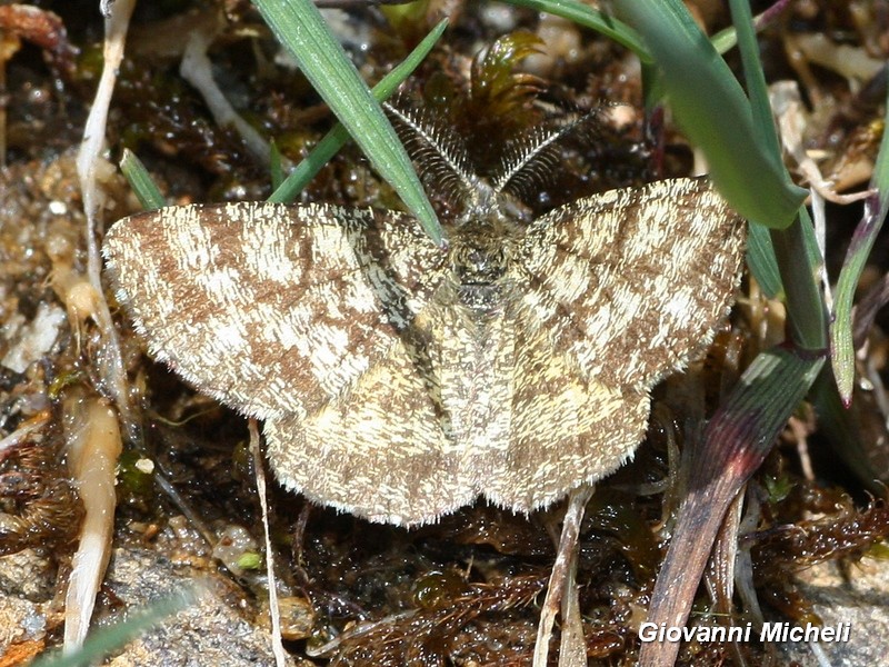 Ematurga atomaria..montana?